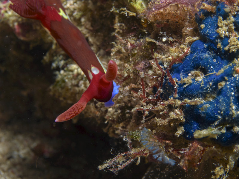 Nudibranch, Wreck Point
